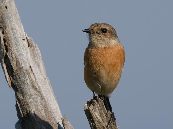 <h3><a href="/trips/safari/biota/animalia/chordata/aves/040 passeriformes/108 muscicapidae/saxicola torquatus/saxicola torquatus-en.html">Saxicola&nbsp;torquatus</a> / African&nbsp;stonechat / Afrikaanse&nbsp;roodborsttapuit</h3>OM-1 Mark II with OLYMPUS M.150-400mm F4.5 TC, 1/2000 sec at F5.6, ISO 320, distance 14.6&nbsp;m